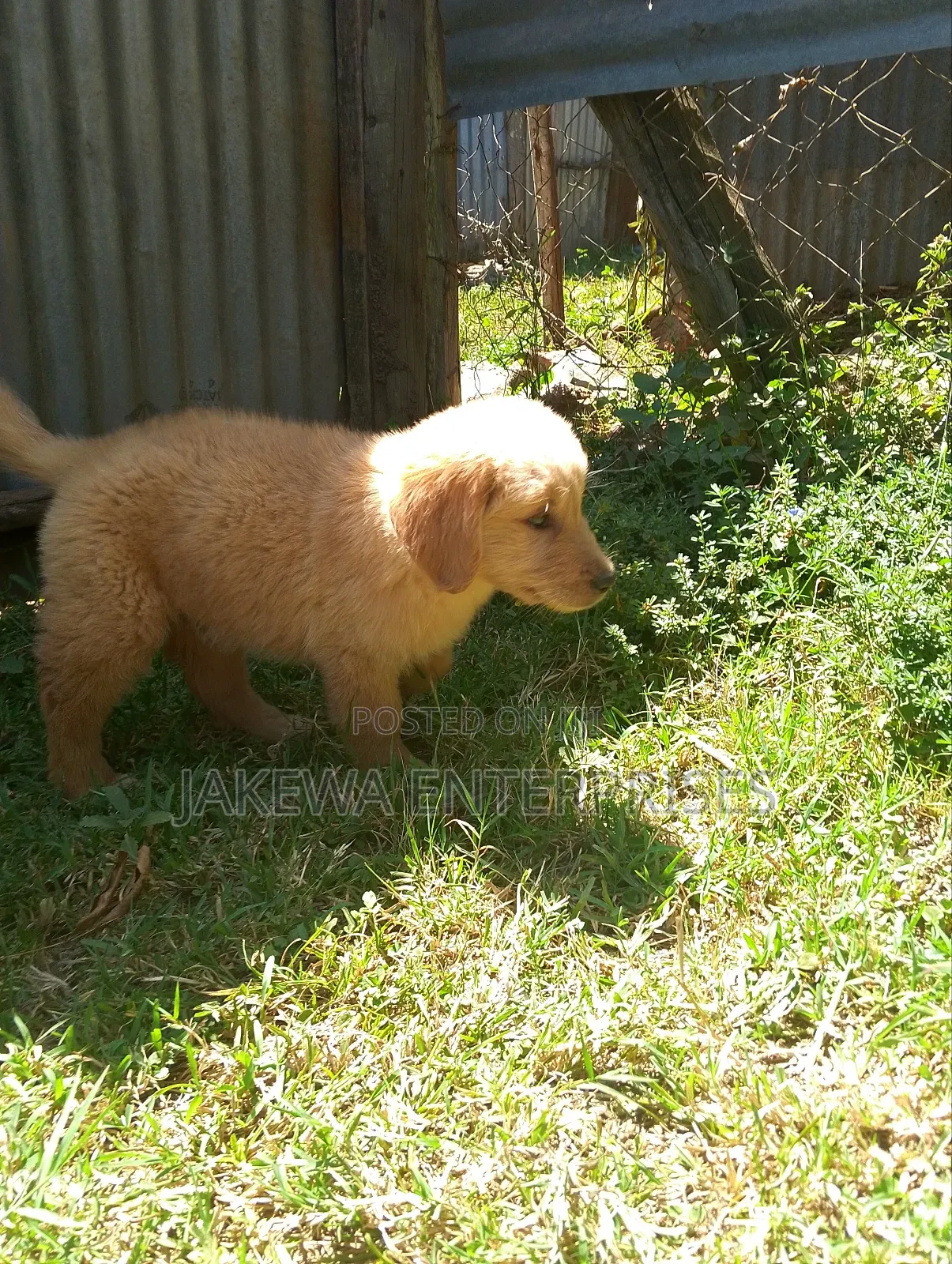 1-3 months Female Purebred Golden Retriever