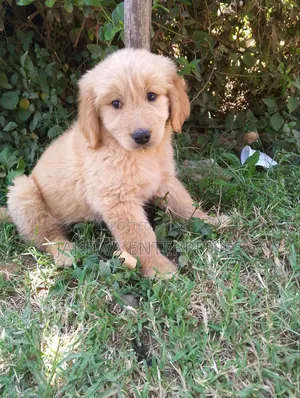 1-3 months Male Purebred Golden Retriever