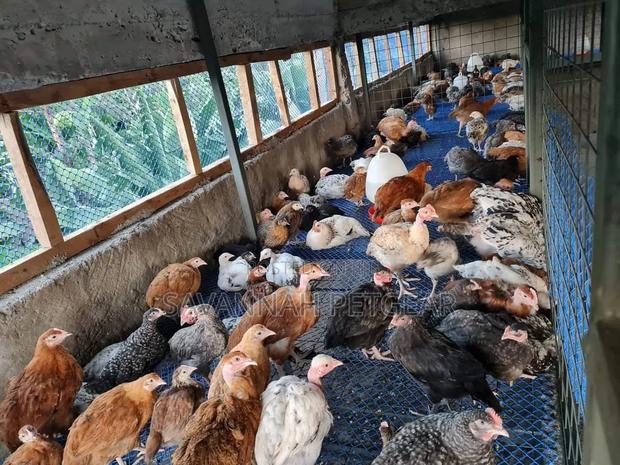 Plastic Poultry Mesh - 1m Width X 5m Length - thumbnail 2