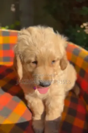 1-3 months Male Purebred Golden Retriever