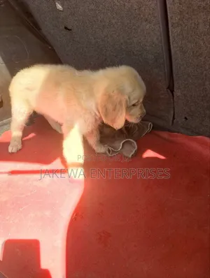 1-3 months Male Purebred Golden Retriever