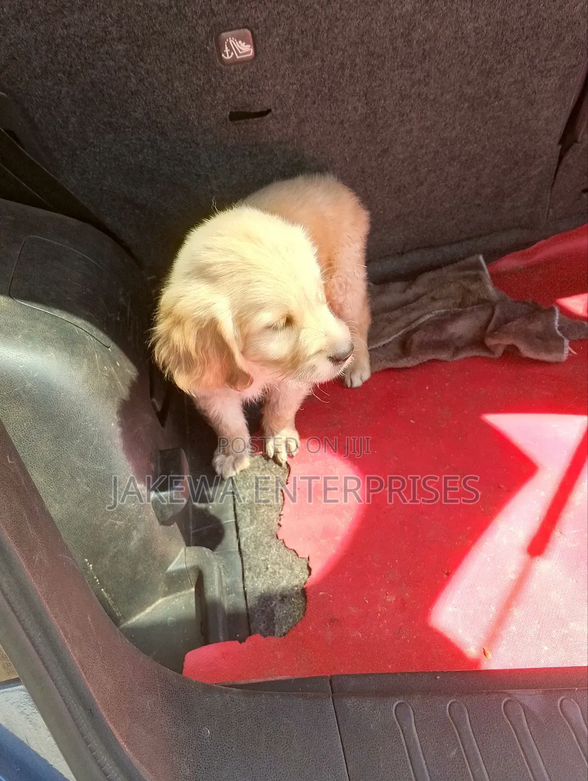 1-3 months Female Purebred Golden Retriever