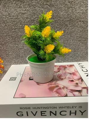 Sweet Small Decor Plants Available