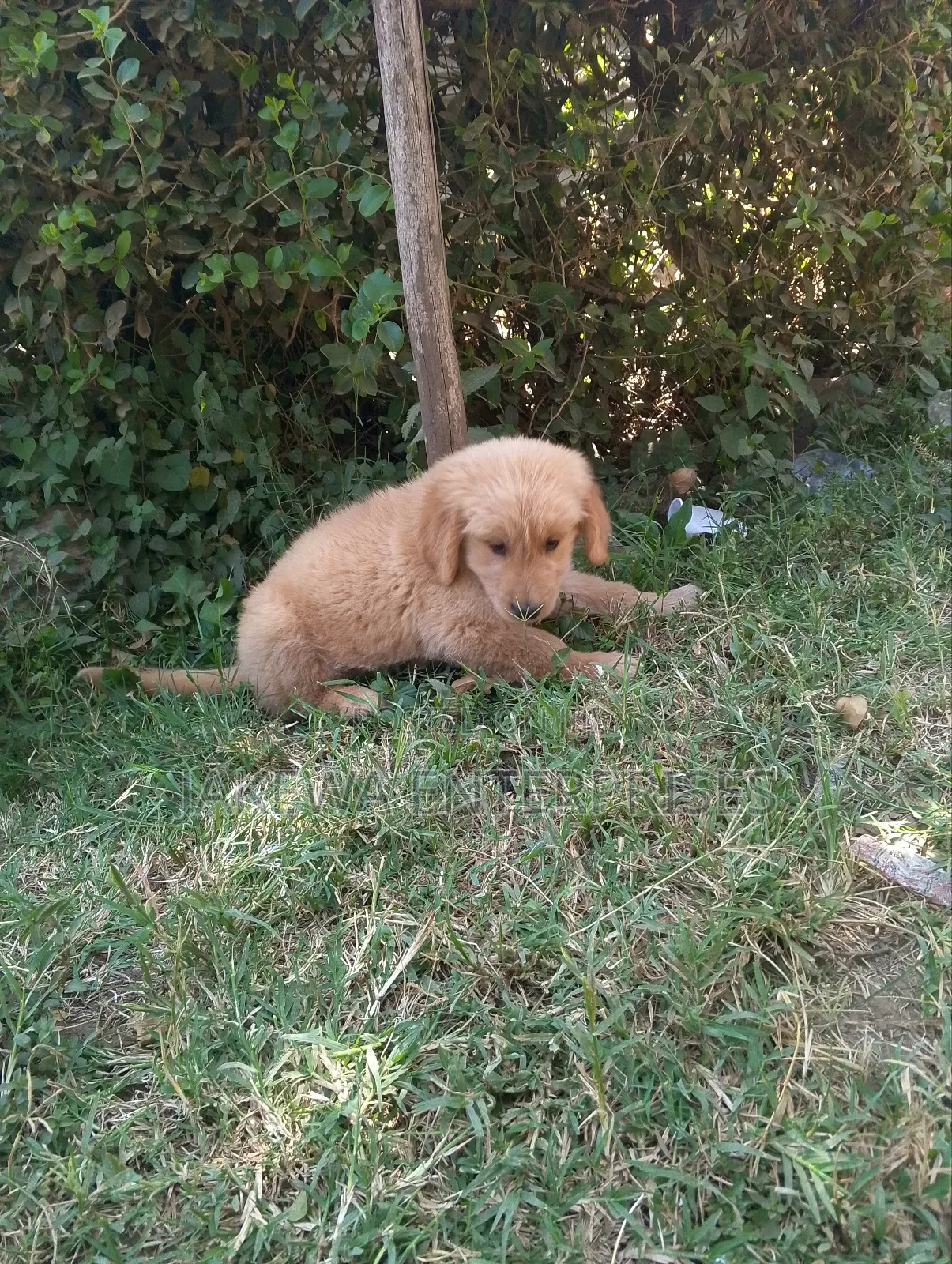 1-3 months Male Purebred Golden Retriever