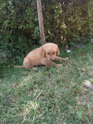 1-3 months Male Purebred Golden Retriever