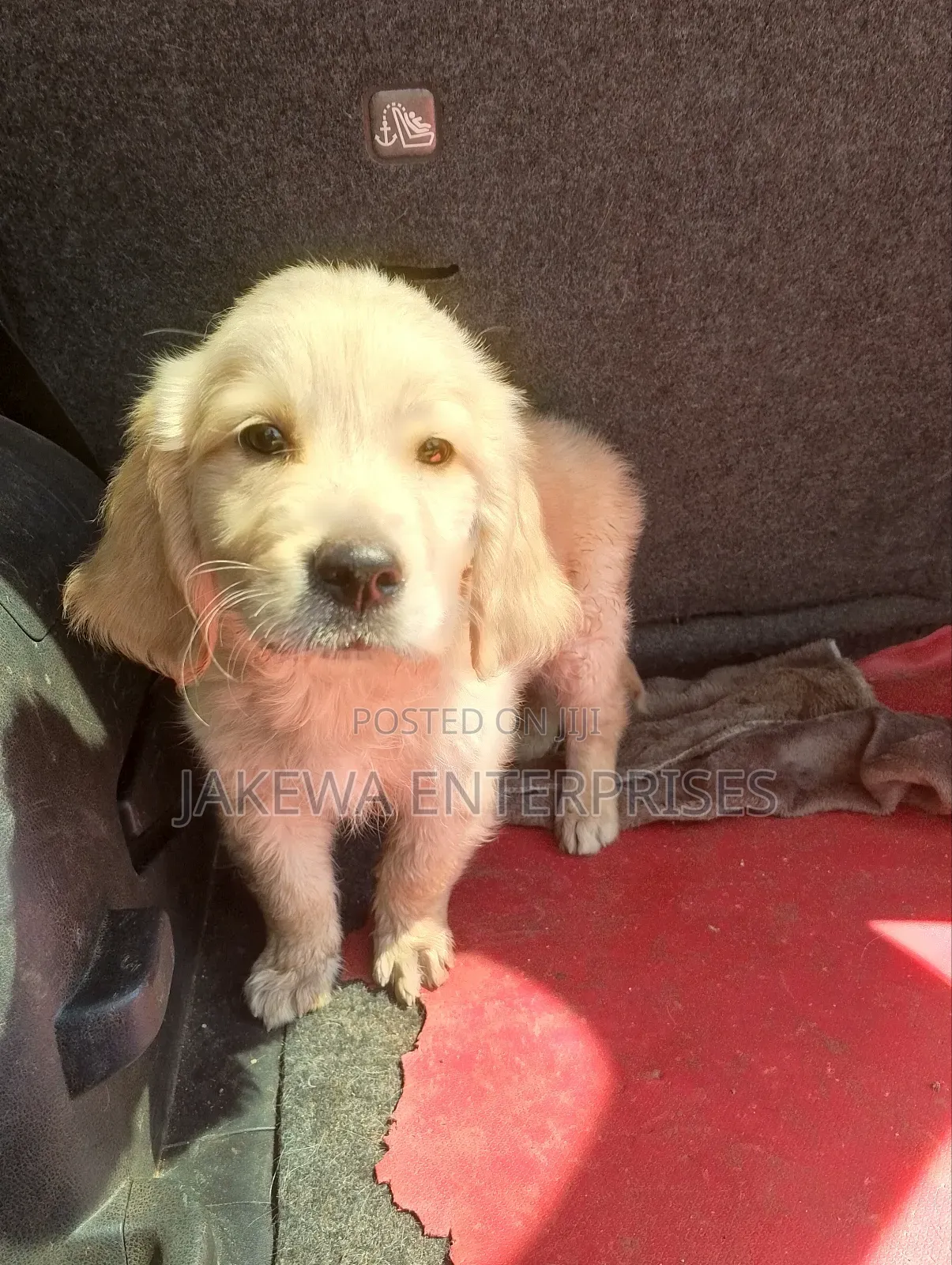 1-3 months Male Purebred Golden Retriever