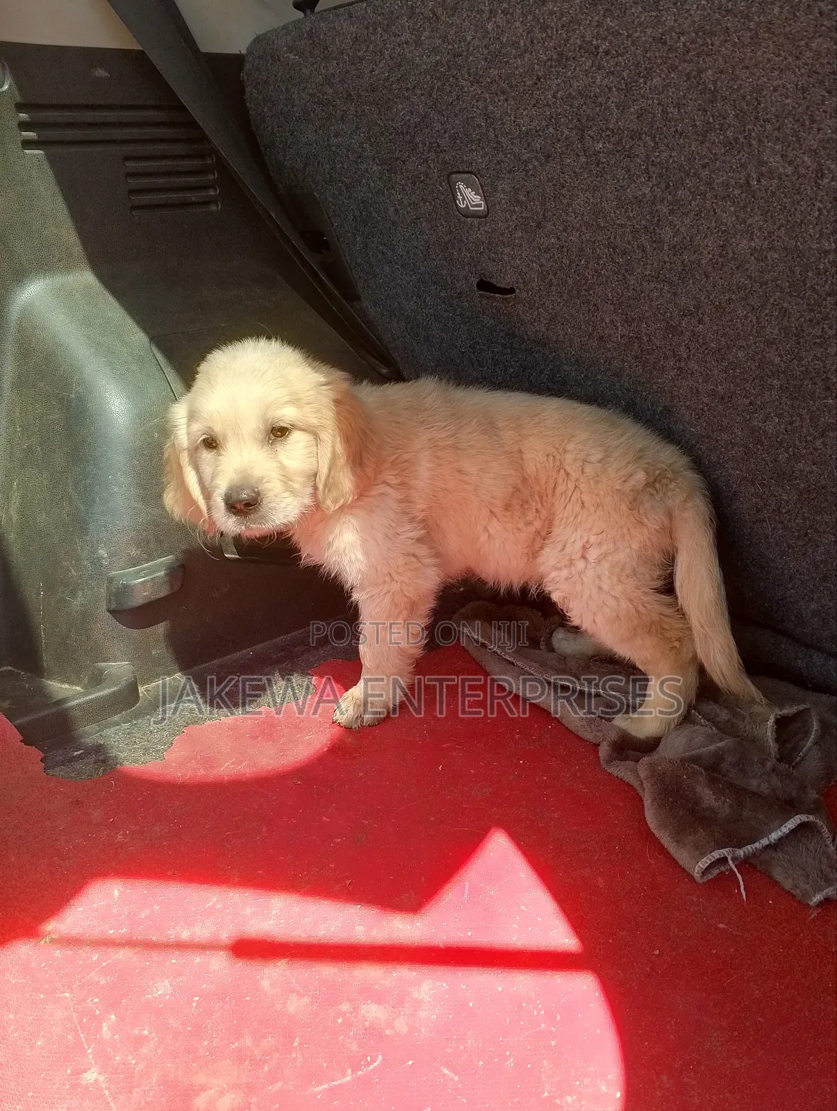 1-3 months Male Purebred Golden Retriever