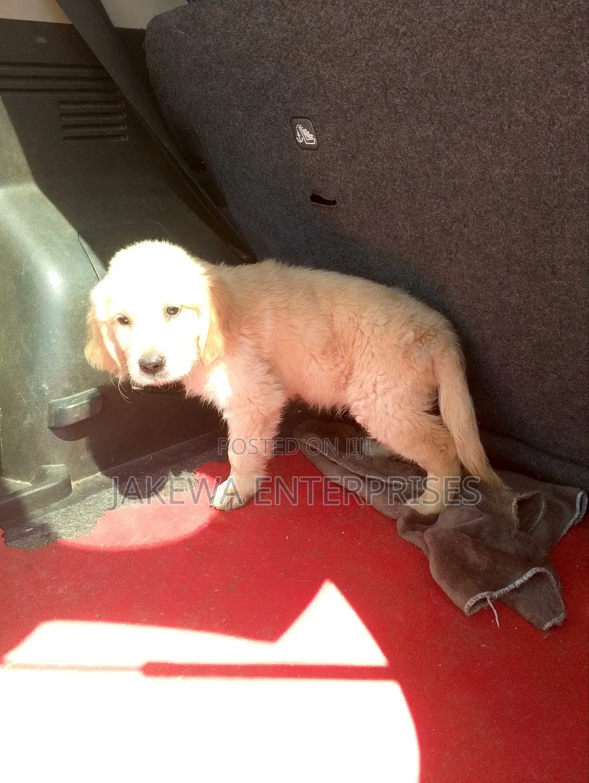 1-3 months Male Purebred Golden Retriever