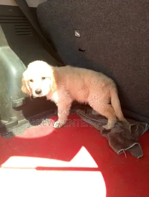 1-3 months Male Purebred Golden Retriever