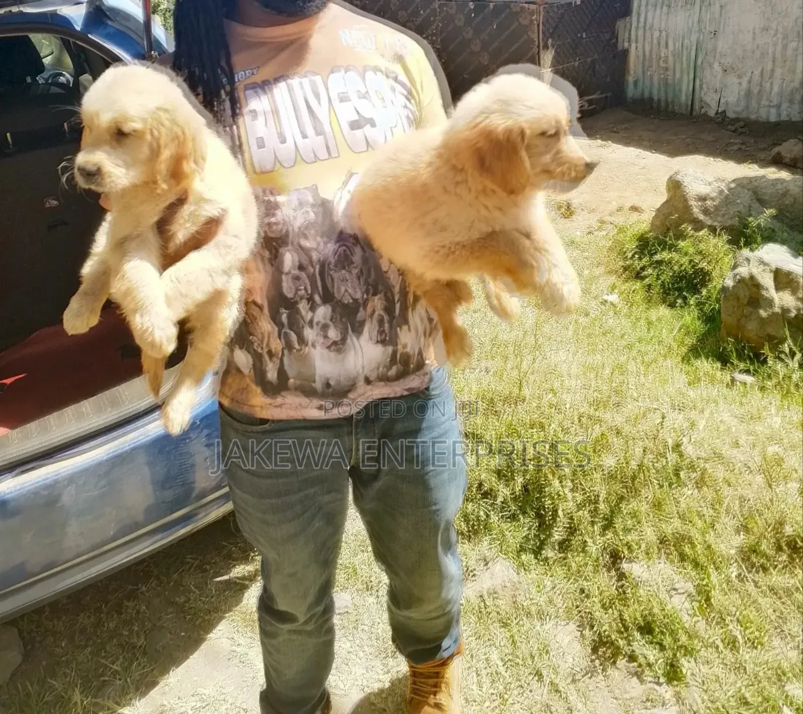 1-3 months Female Purebred Golden Retriever