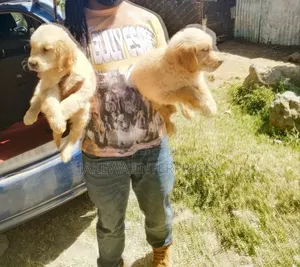 1-3 months Female Purebred Golden Retriever