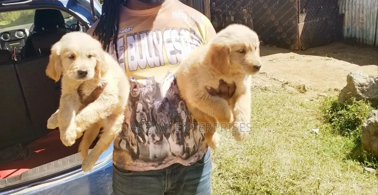 1-3 months Female Purebred Golden Retriever