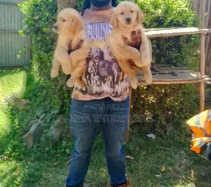 1-3 months Male Purebred Golden Retriever