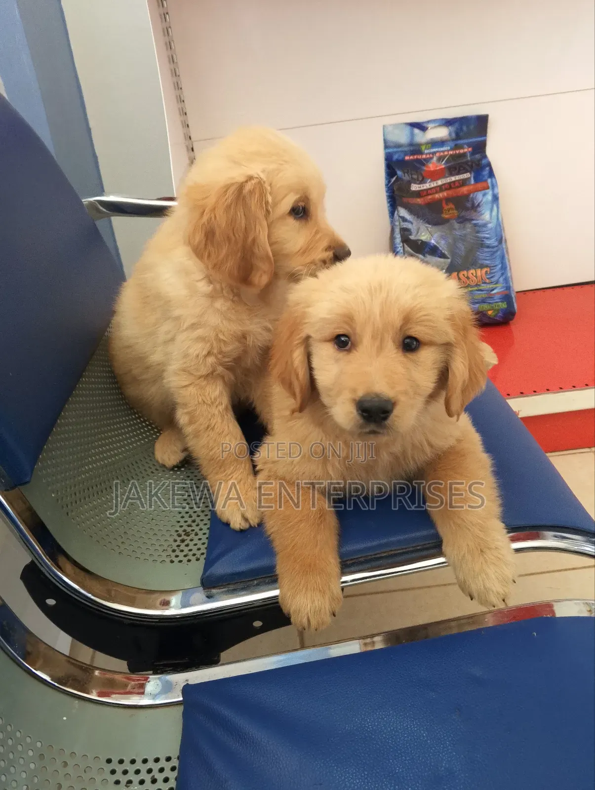 1-3 months Male Purebred Golden Retriever