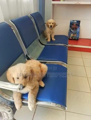 1-3 months Female Purebred Golden Retriever