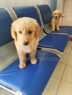 1-3 months Female Purebred Golden Retriever
