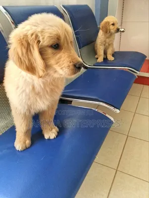 1-3 months Male Purebred Golden Retriever