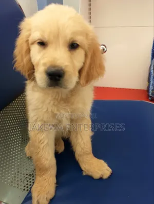 1-3 months Male Purebred Golden Retriever