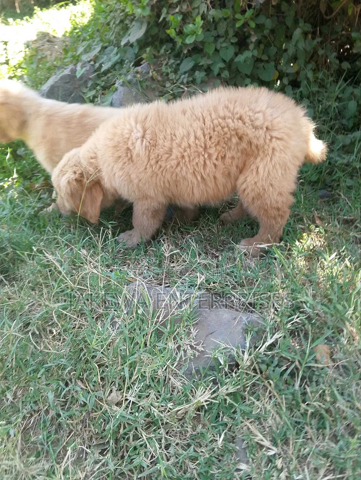 1-3 months Female Purebred Golden Retriever