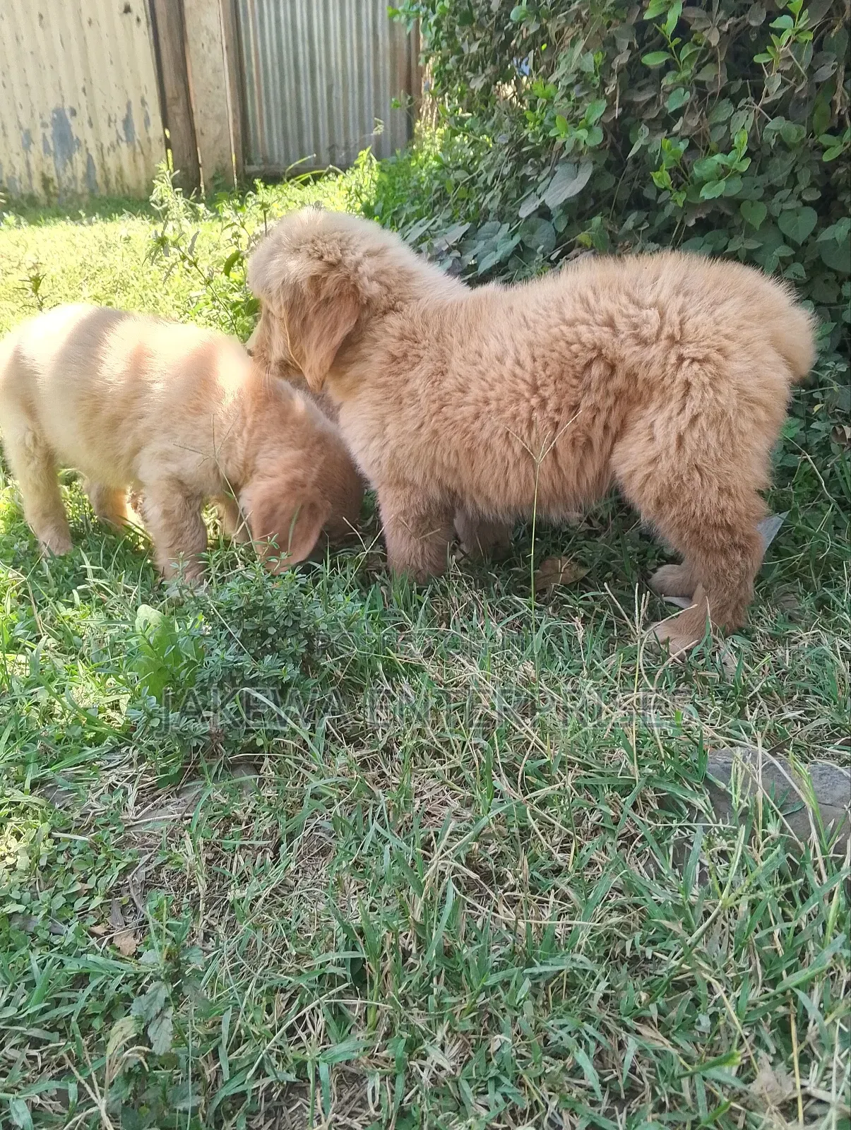 1-3 months Female Purebred Golden Retriever