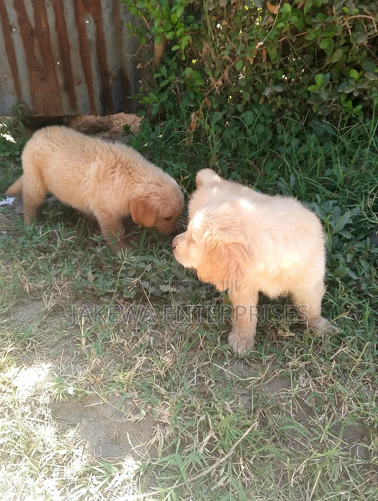 1-3 months Female Purebred Golden Retriever