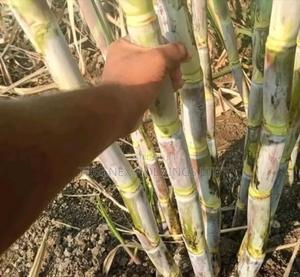Sugarcane Seedlings on Sale - main view