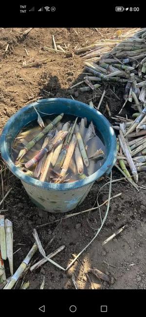 Quality Sugarcane Seedlings on Sale - main view