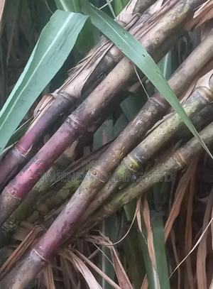 High Quality Sugarcane Seedlings on Sale
