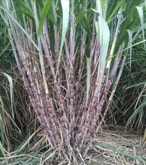 We Do Sell Sugarcane Seedlings for Planting Purposes - main view