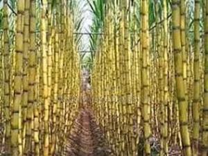 Quality Sugarcane Seedlings for Quality Farming