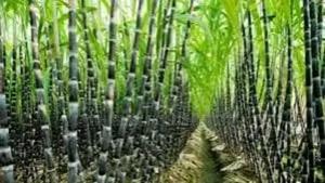 Natural Sugarcane Seedlings on Sale
