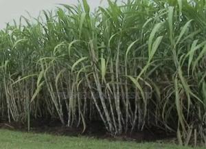 Sugarcane Seedlings Suppliers - main view