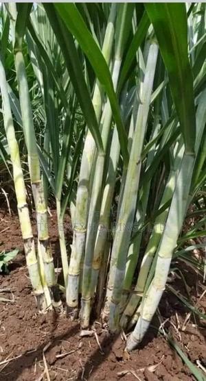 Dominant Sugarcane Seedlings Sellers