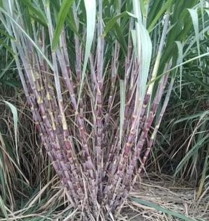 F1 Sugarcane Seedlings on Sale Kenya - main view