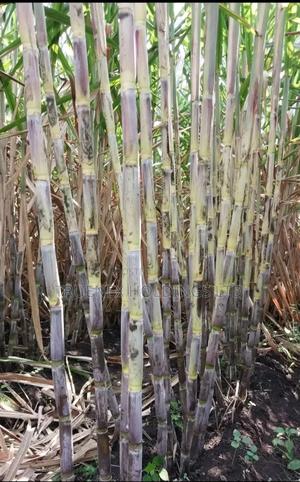 Farmers Sugarcane Seedlings on Sale - main view