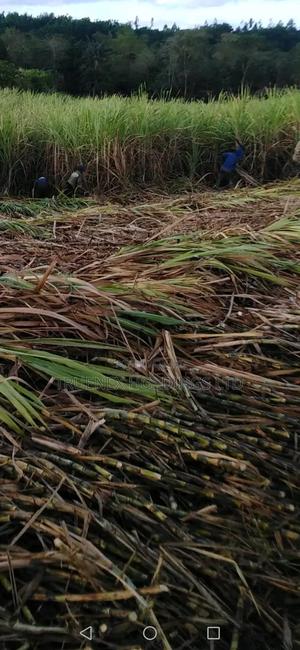 Sugarcane Seedlings for Small Scale Farmers