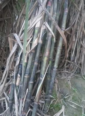 Sugarcane Seedlings That Brings Sweetness in Your Home