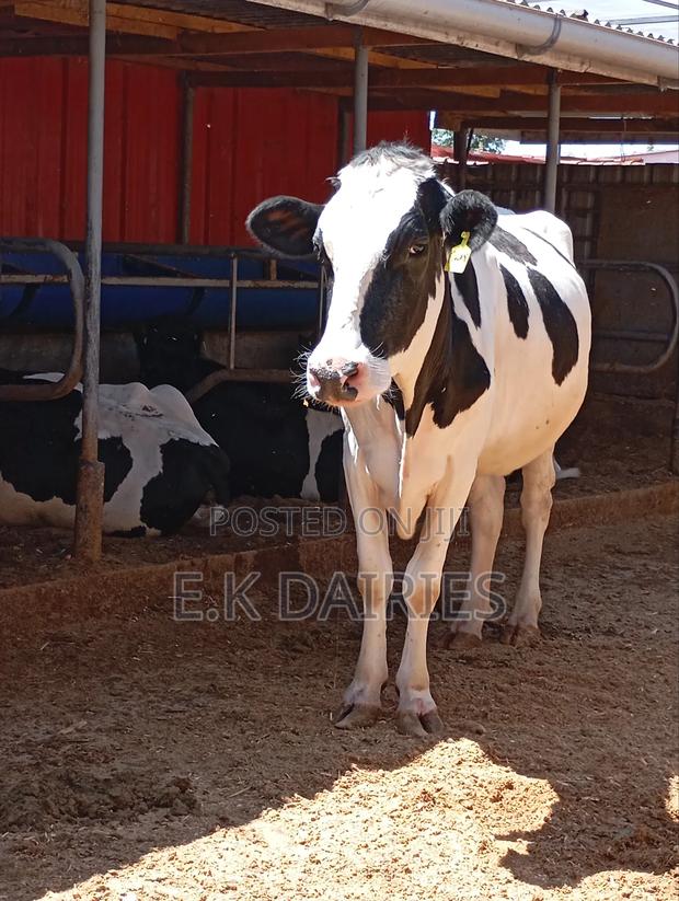 Incalf Heifers - main view