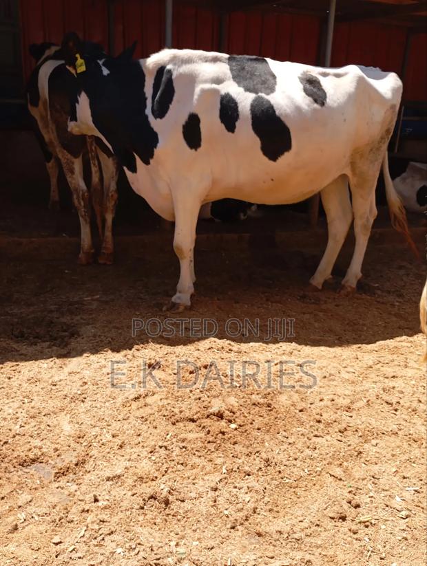 Incalf Heifers - thumbnail 3