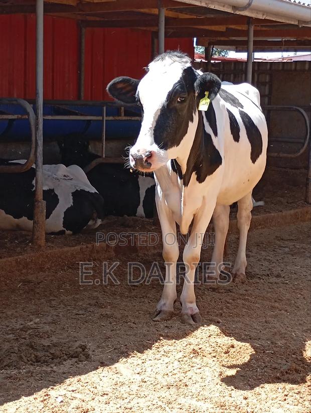 Incalf Heifers - thumbnail 4