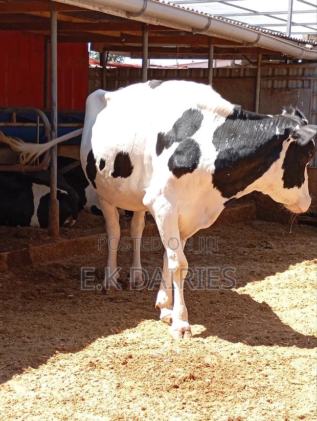 Incalf Heifers - thumbnail 5