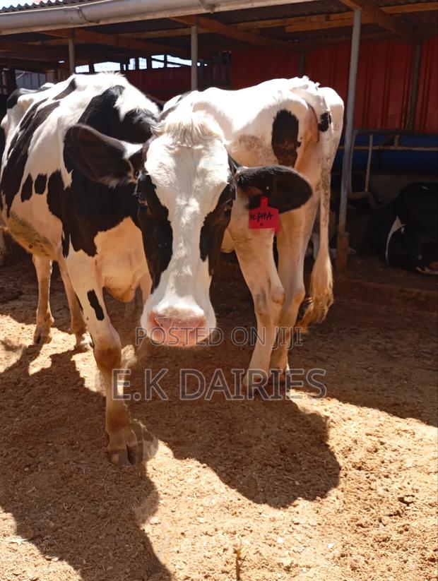 Incalf Heifers - thumbnail 6