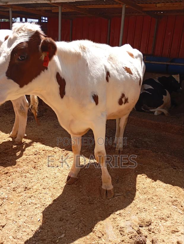 Incalf Heifers - thumbnail 7