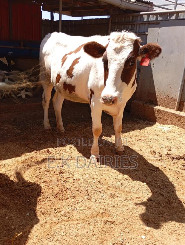 Incalf Heifers - thumbnail 8