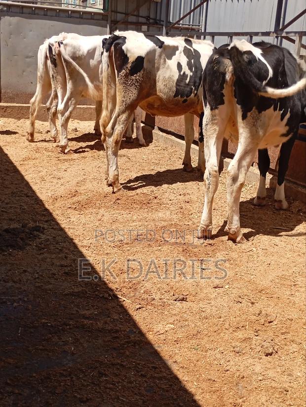 Incalf Heifers - thumbnail 9