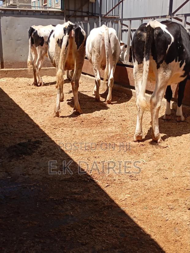 Incalf Heifers - thumbnail 10