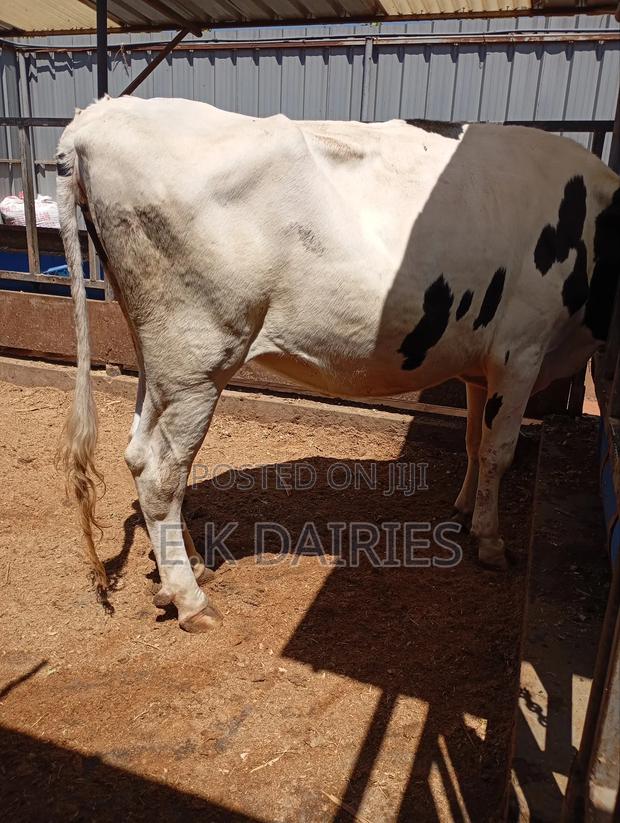 Incalf Heifers - thumbnail 11