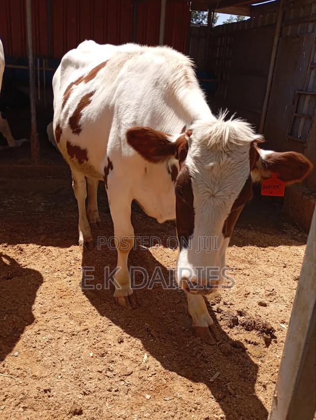 Incalf Heifers - thumbnail 12