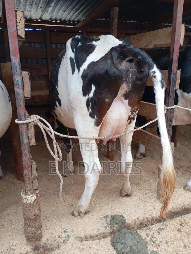 High Yielders - thumbnail 3