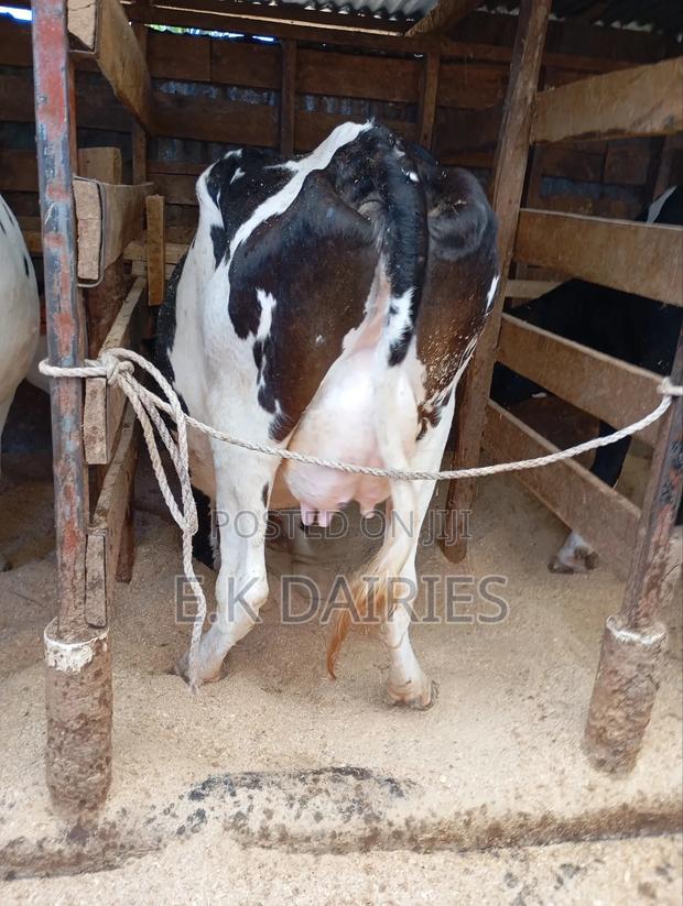 High Yielders - thumbnail 4